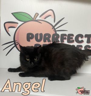 Angel, Adult Female Domestic Medium Hair