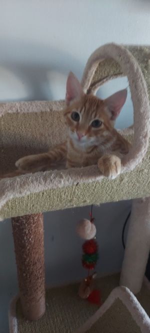 Simon (courtesy post) Domestic Short Hair Cat