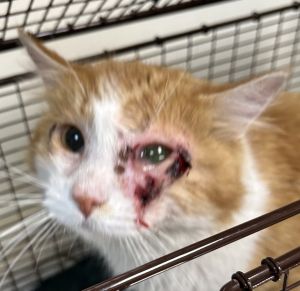 Primary Color Orange Tabby Secondary Color White Weight 982lbs Animal has been Neutered