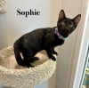 Sophie photo 1