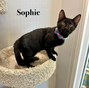 Sophie, Baby Female unknown