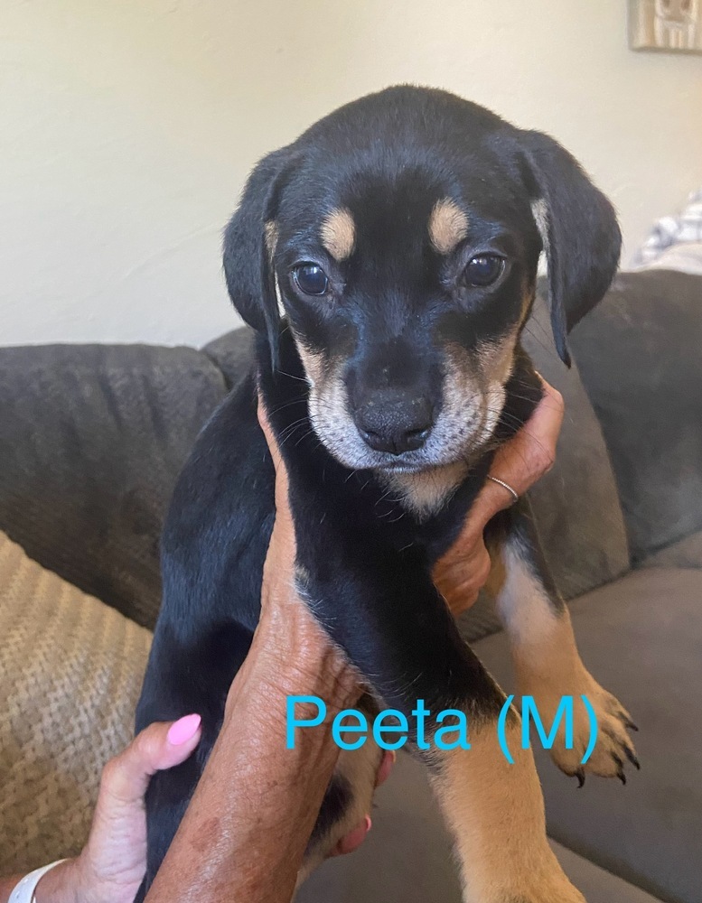 Peeta (Available 07/11)