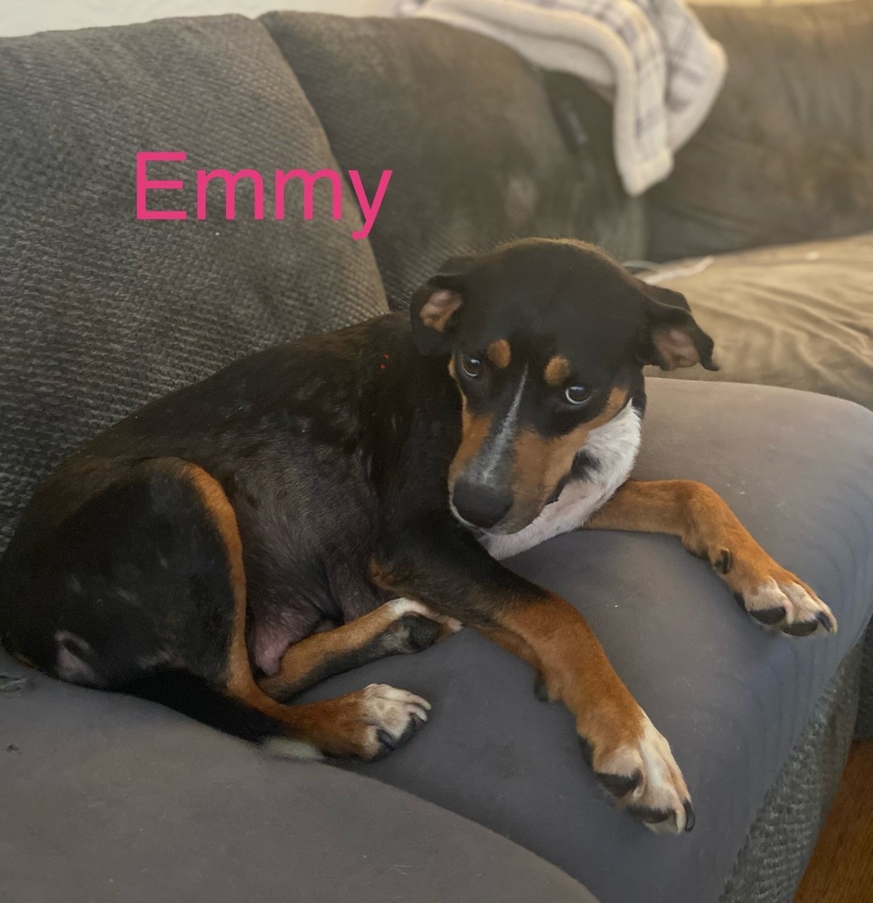 Emmy