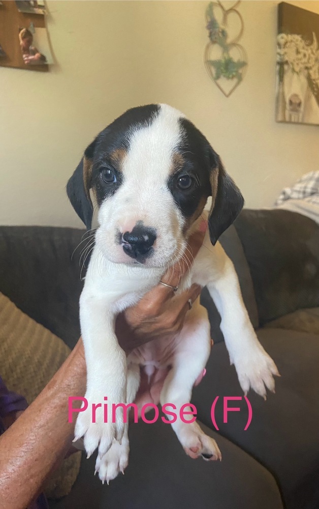 Primose (Available 07/11)