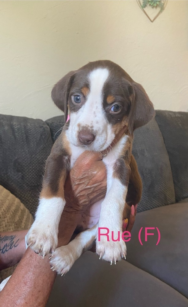 Rue (Available 07/11)