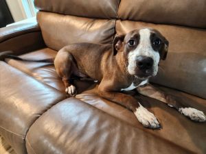 Reya, Baby Female Staffordshire Bull Terrier
