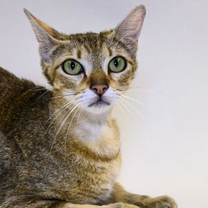 Skittles, Adult Female Domestic Short Hair