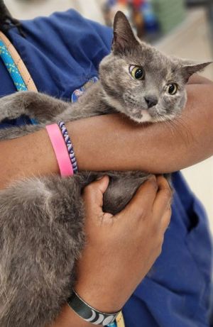 47591 - Missy, Adult Female unknown