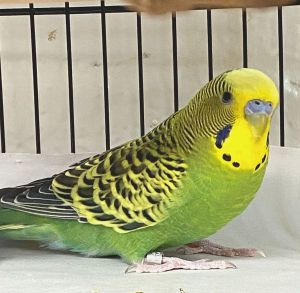 47329 - Blue, Young Male unknown