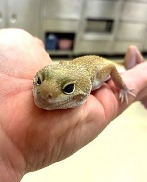 47455 - Pancake, Young Female unknown