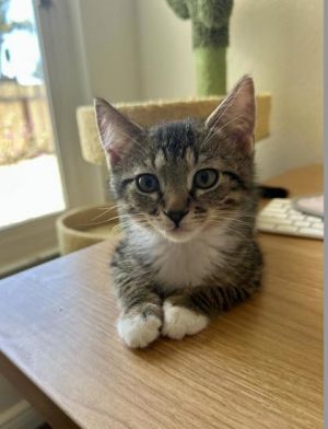 Sandcastle, Baby Male Domestic Short Hair