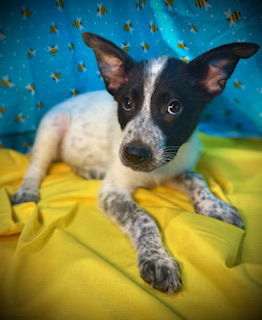 Lola Bunny- Puppy #4 (ACAC Litter #4/ 2025), Baby Female Australian Cattle Dog / Blue Heeler
