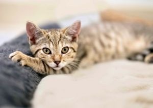 Boone, Baby Male Domestic Short Hair
