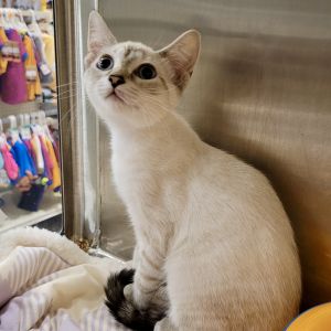 Shy but playful Likes other cats and dogs Will probably be pretty small when fully grown Please v