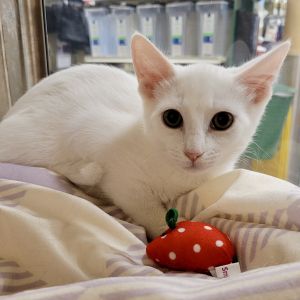 Minnie Pearl Domestic Short Hair Cat