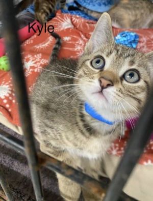 Kyle, Baby Male Domestic Short Hair