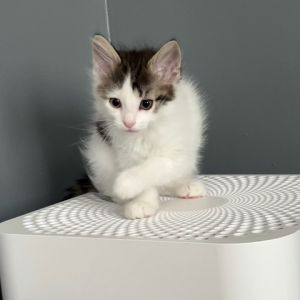 Pearl, Young Female Domestic Medium Hair