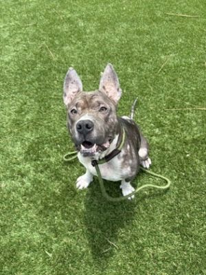 Wilford - 1, Adult Male Mixed Breed