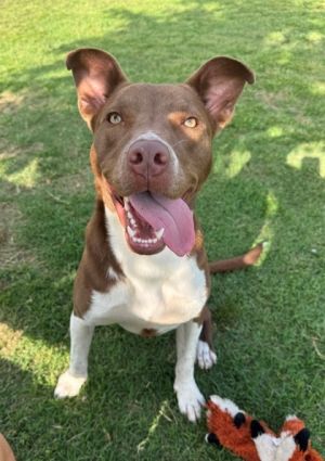 Lewis, Adult Male Mixed Breed