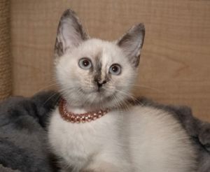 Dasha, Baby Female Siamese