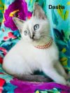 Dasha photo 2