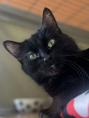 Caprica, Adult Female Domestic Short Hair