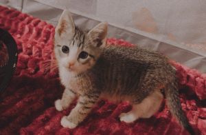 James-wc, Baby Male Domestic Short Hair