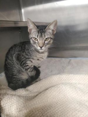 Brownie Batter, Baby Male Domestic Short Hair