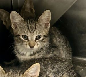Rainbow, Baby Male Domestic Short Hair
