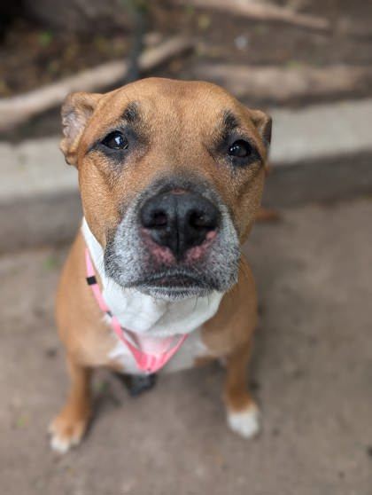 Bailey (Annie)