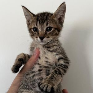Kukui (COH-A-64364), Baby Male Domestic Short Hair