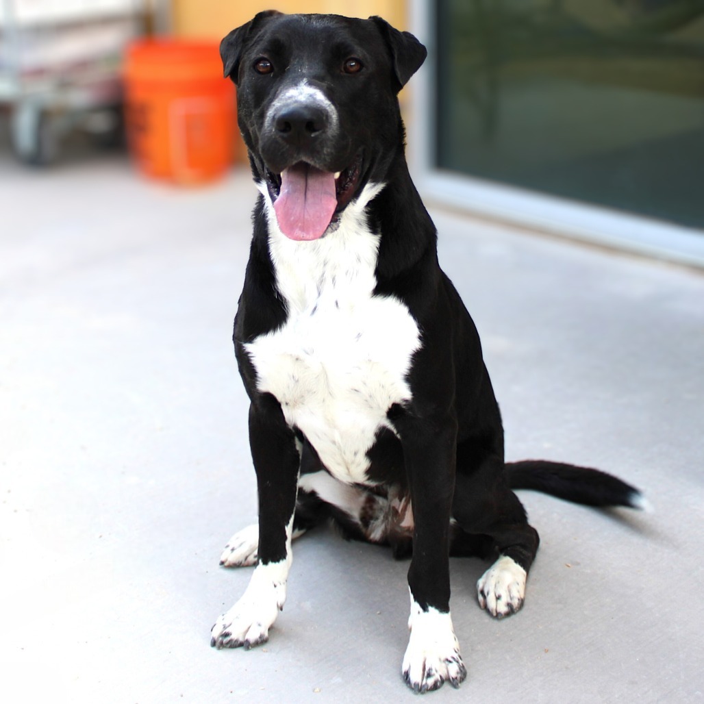 Bandit, an adoptable Mixed Breed in Las Cruces, NM, 88012 | Photo Image 1
