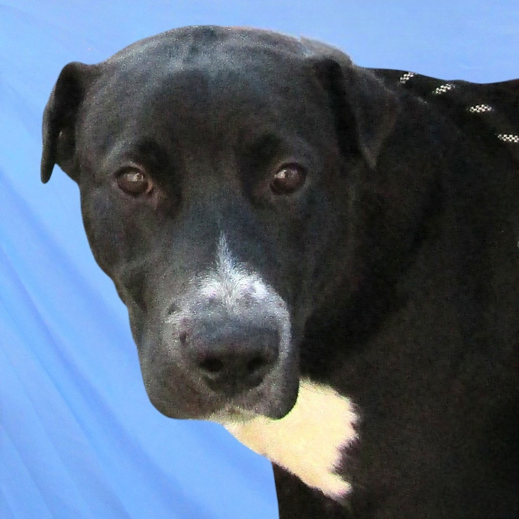 Bandit, an adoptable Mixed Breed in Las Cruces, NM, 88012 | Photo Image 2