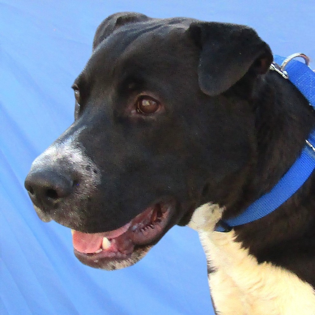 Bandit, an adoptable Mixed Breed in Las Cruces, NM, 88012 | Photo Image 3