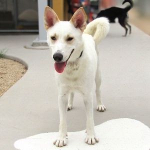 Freya, Adult Female unknown