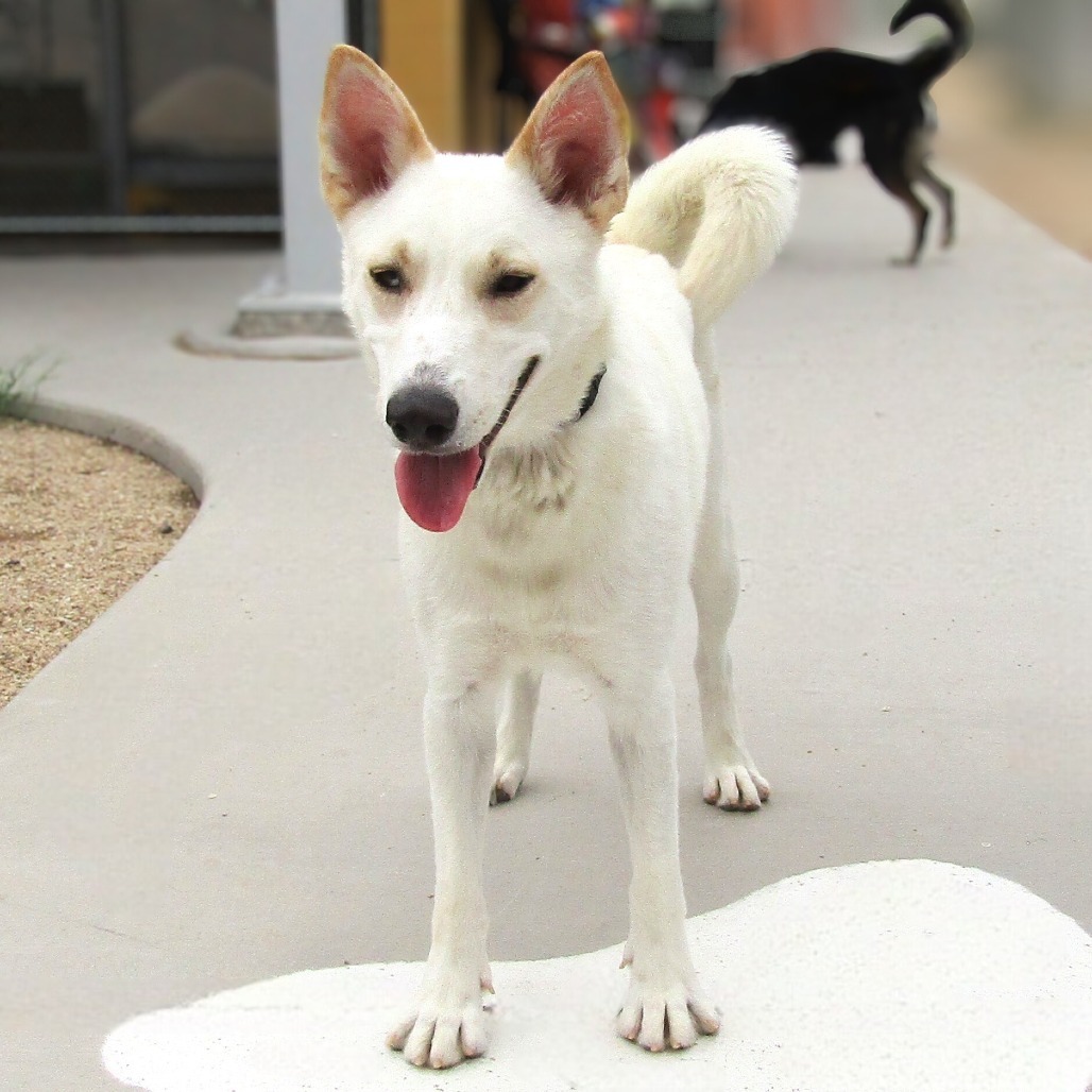 Freya, an adoptable Mixed Breed in Las Cruces, NM, 88012 | Photo Image 1