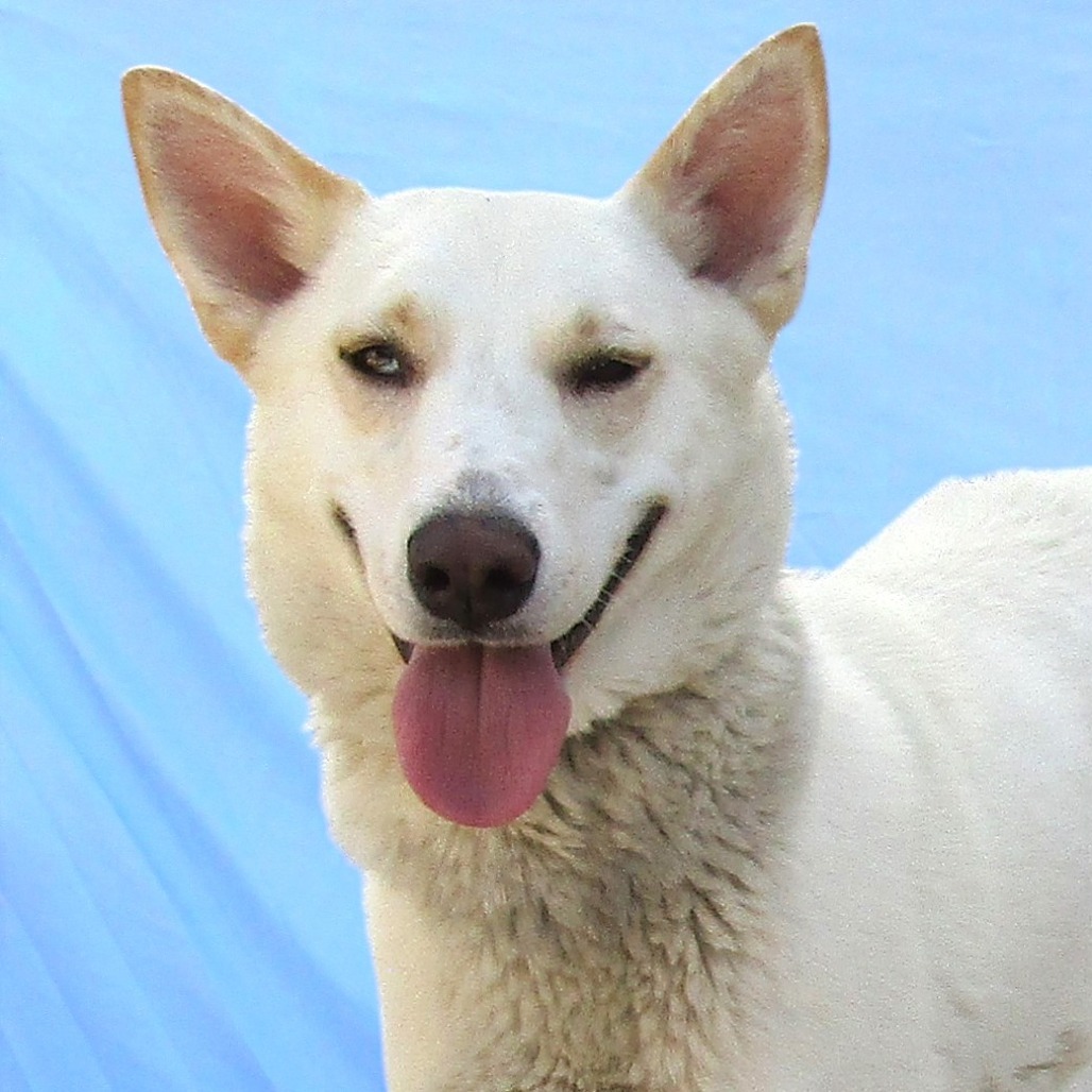Freya, an adoptable Mixed Breed in Las Cruces, NM, 88012 | Photo Image 2