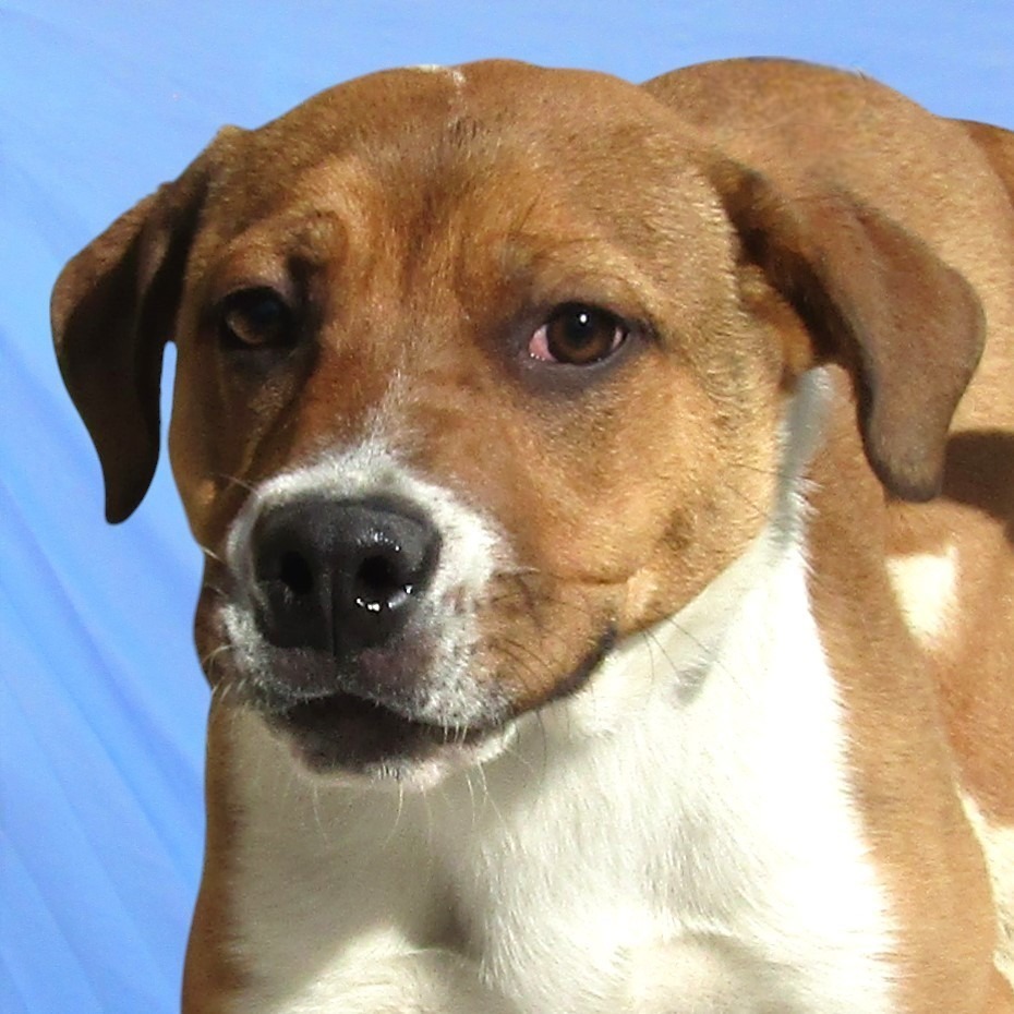 Popcorn, an adoptable Mixed Breed in Las Cruces, NM, 88012 | Photo Image 2