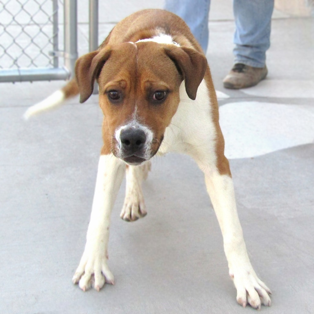Popcorn, an adoptable Mixed Breed in Las Cruces, NM, 88012 | Photo Image 3