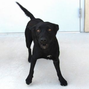 Hula, Adult Female unknown