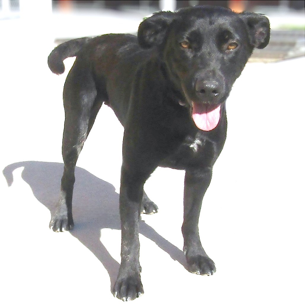 Hula, an adoptable Mixed Breed in Las Cruces, NM, 88012 | Photo Image 1