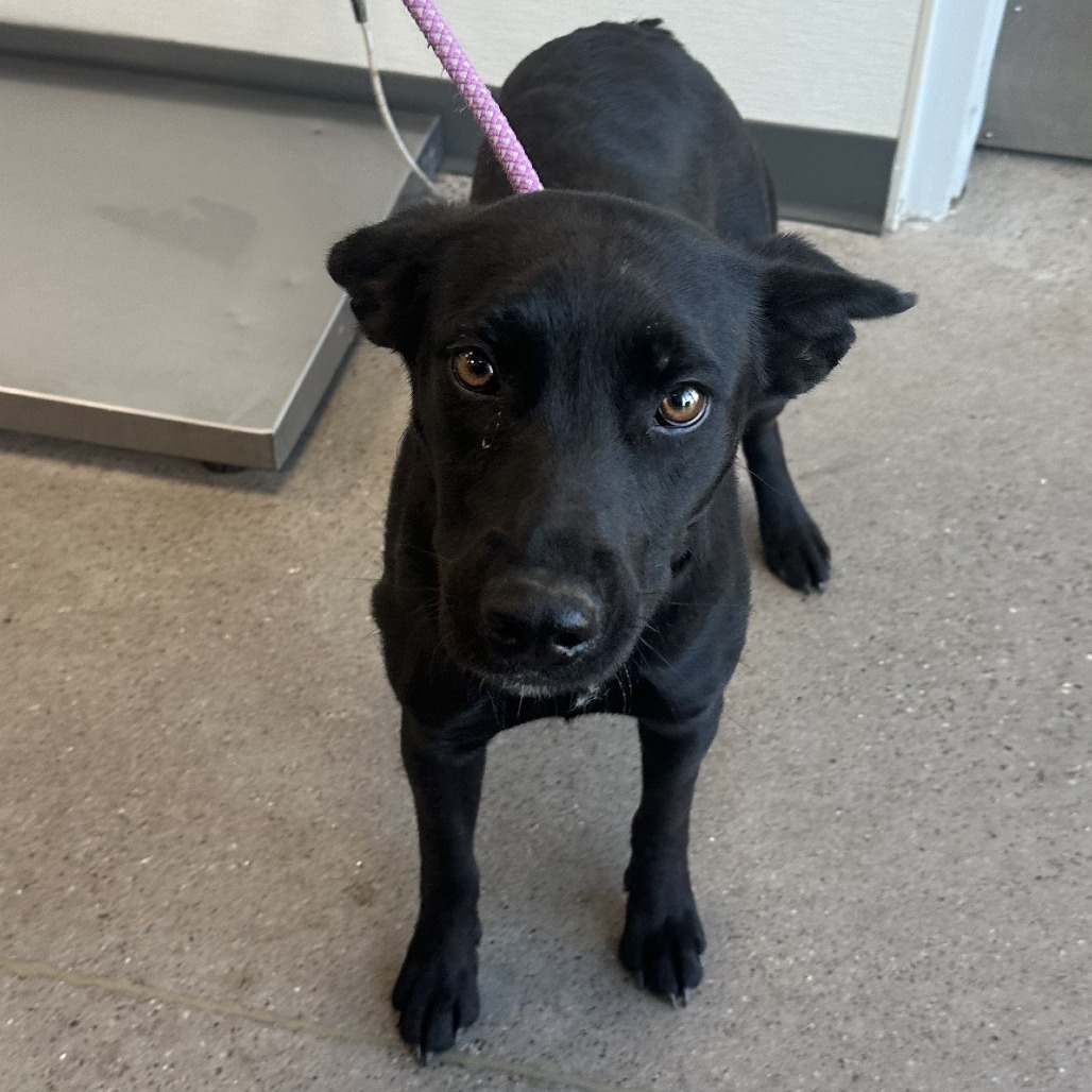 Hula, an adoptable Mixed Breed in Las Cruces, NM, 88012 | Photo Image 2
