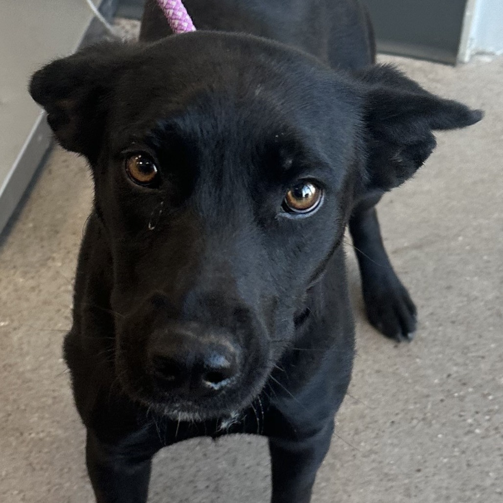 Hula, an adoptable Mixed Breed in Las Cruces, NM, 88012 | Photo Image 3