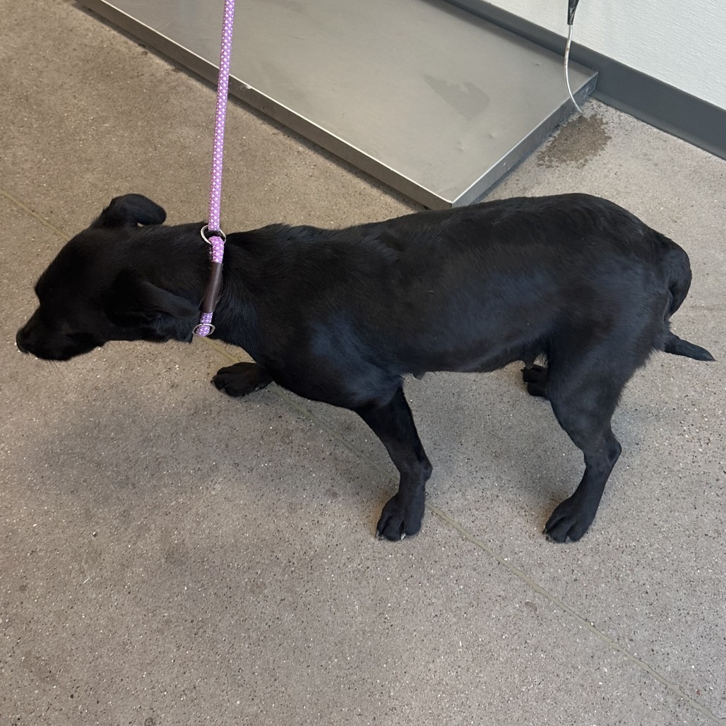 Hula, an adoptable Mixed Breed in Las Cruces, NM, 88012 | Photo Image 4