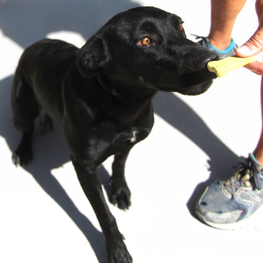 Hula, an adoptable Mixed Breed in Las Cruces, NM, 88012 | Photo Image 5