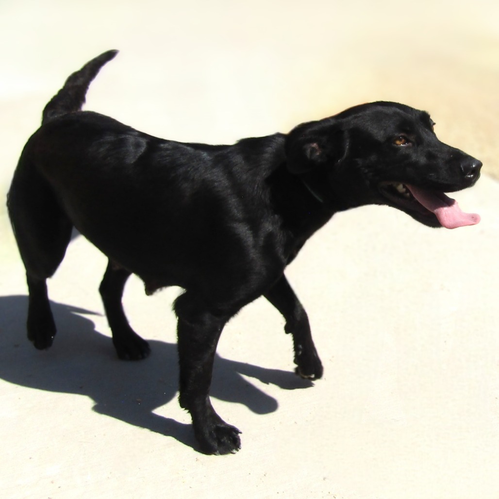 Hula, an adoptable Mixed Breed in Las Cruces, NM, 88012 | Photo Image 6