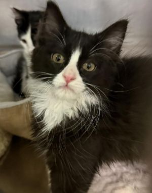 Spunky 3, Baby Female Domestic Short Hair