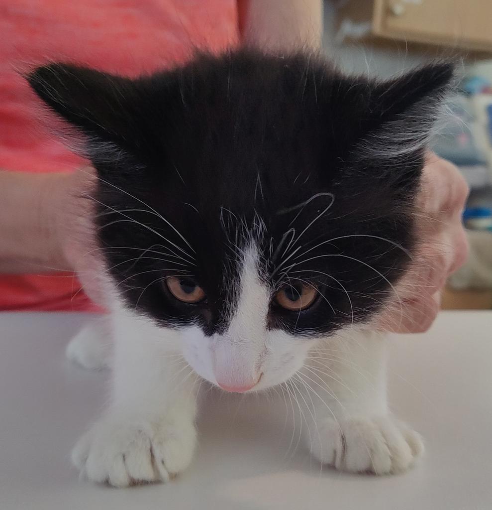 Gizmo (Mama Kat K3)