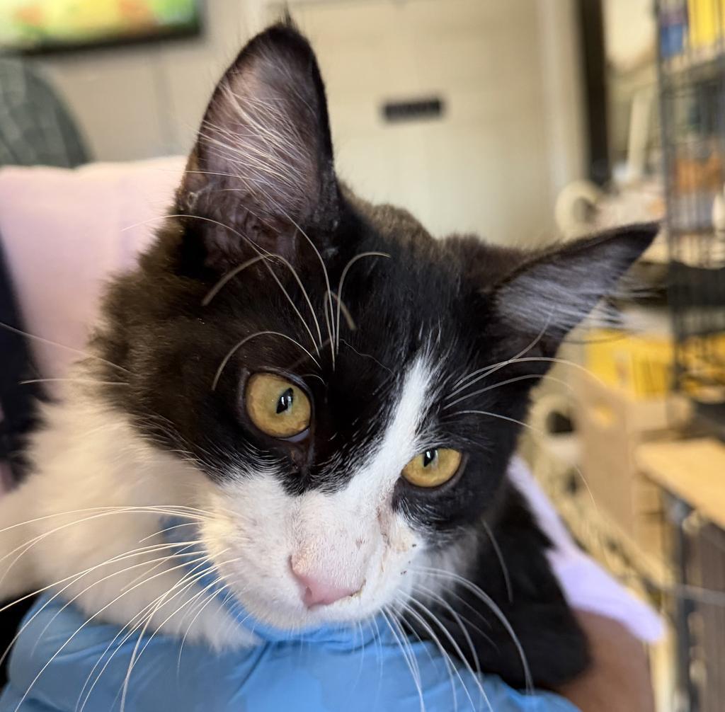 Gizmo (Mama Kat K3), an adoptable Domestic Short Hair in Pahrump, NV, 89048 | Photo Image 1