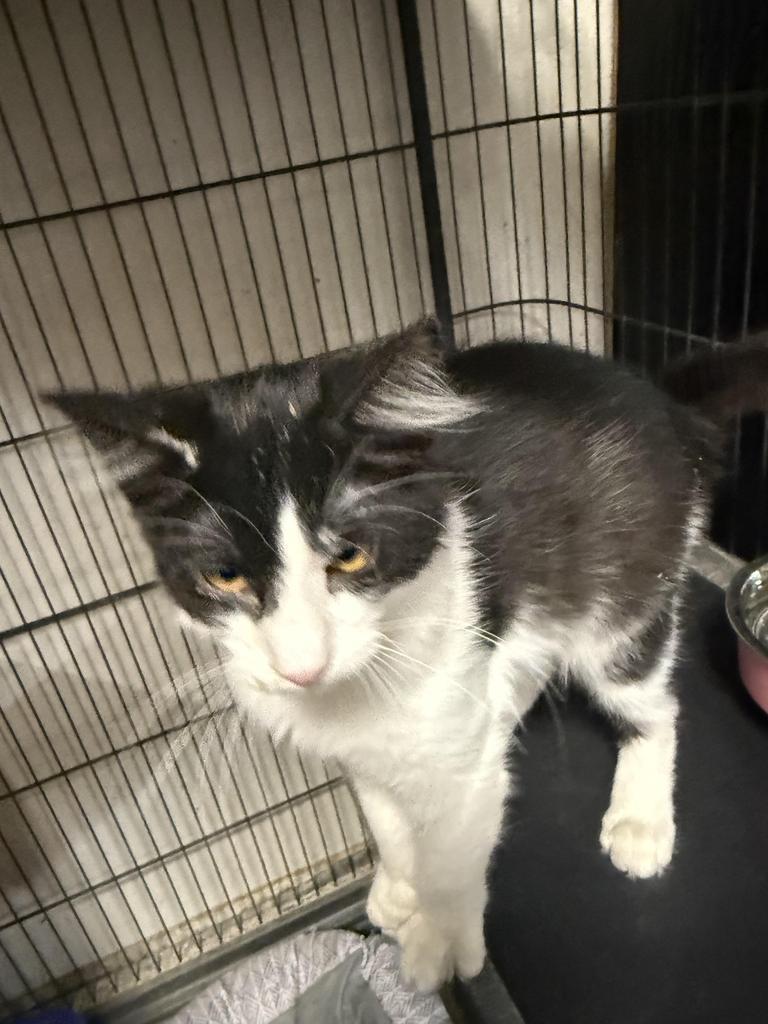 Gizmo (Mama Kat K3), an adoptable Domestic Short Hair in Pahrump, NV, 89048 | Photo Image 3